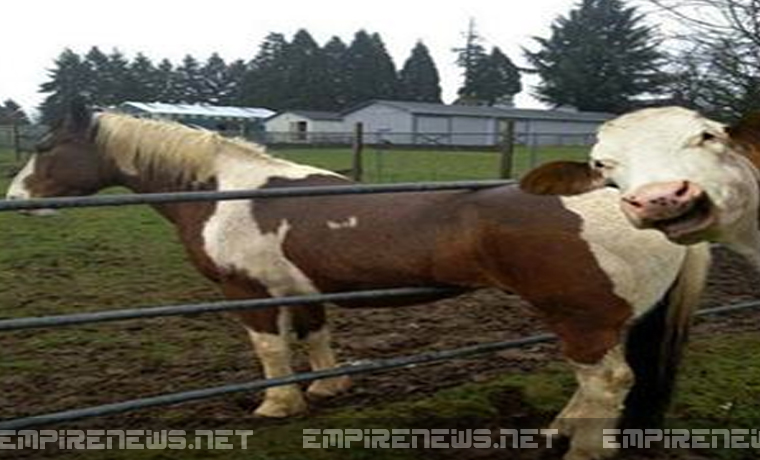 Empire-News-Man-Sues-After-His-Horse-Is-Mocked-By-Neighbors-Cow