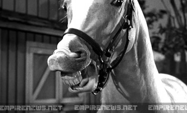 Mr ed of pictures NY Daily