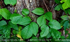 Botanist Tries To Save Poison Ivy From Being Placed on Endangered Species List