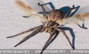 New Breed of Flying Spider Discovered in Central America2