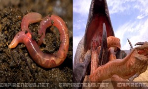 Government, Health Department Says Ebola Turns Earthworms Into Real Life 'Tremors'