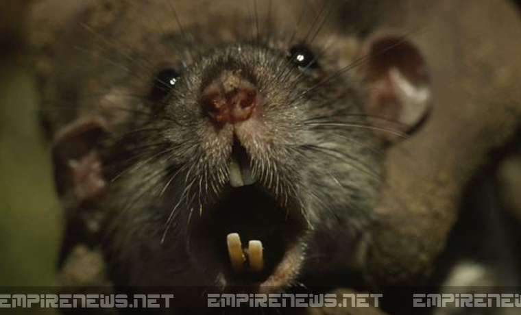 york rats super terrorize empirenews