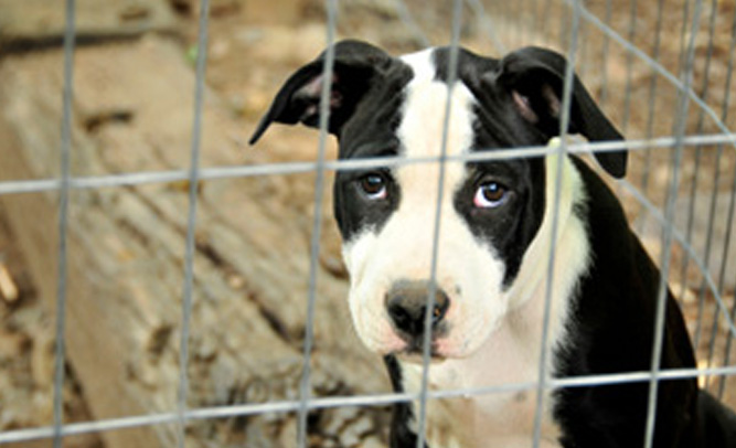 Animal Shelter in California Initiates “Scared Straight” Program for Rebellious Puppies 