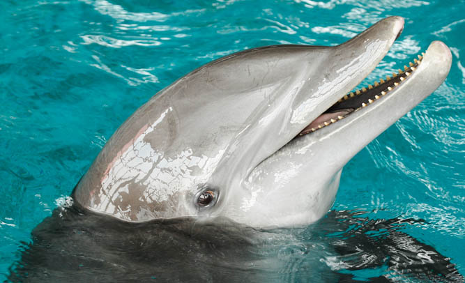Man Sues Government For Right To Marry Dolphin
