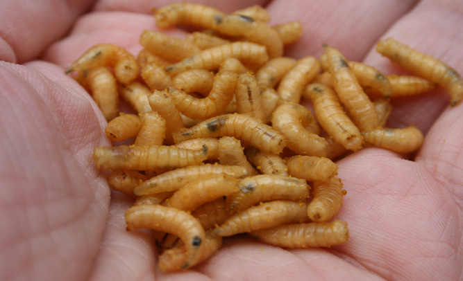 New Diet Trend Has People Eating Maggots To Lose Weight Fast